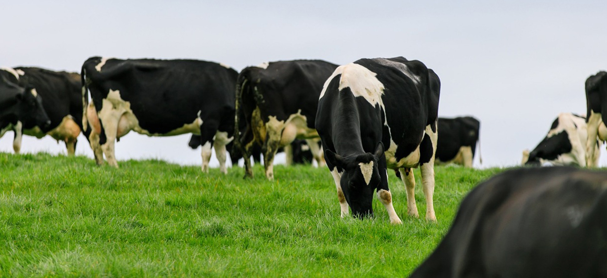 cows