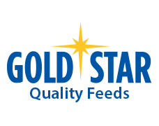 Gold-Star-logo-2025